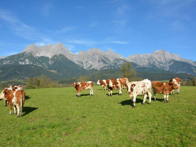 Kühe auf der Weide.jpg
