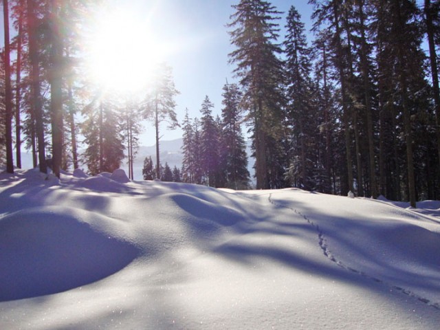 Bauernhof Mussbachhof in Saalfelden