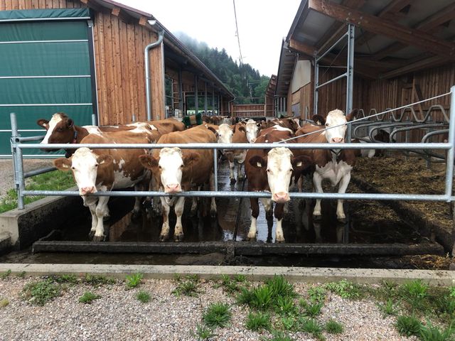 Stefflhof in Saalfelden